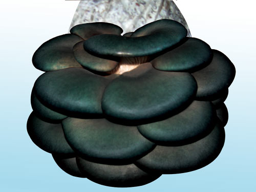 ũƽ2008-1; ƽ--ʳþͼƬ--ʳþ;; ʳeҺƽ500g