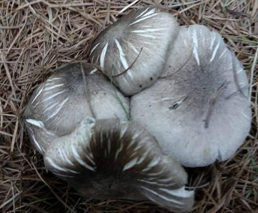 棕灰口蘑图片