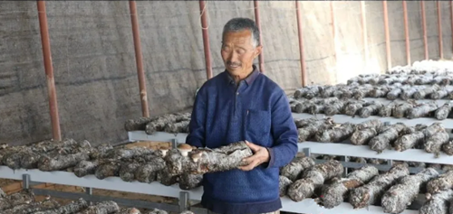 香菇產業架起農民致富的橋梁