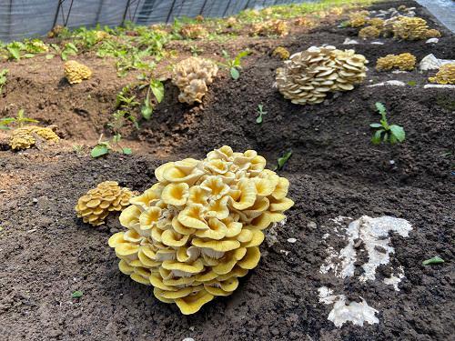 北京昌平区菇农搭建“反温室”种出高产榆黄菇