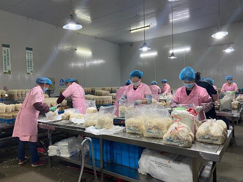 北京昌平區食用菌工廠化生產企業復工率達100％