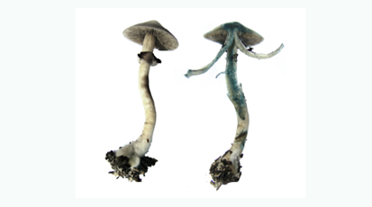 揭秘迷幻蘑菇采摘后為何會變成深藍色