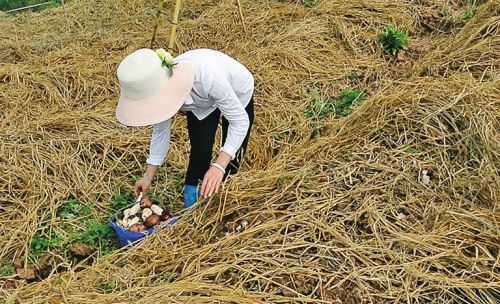 重庆：“扶贫菇”结硕果 农民致富有盼头