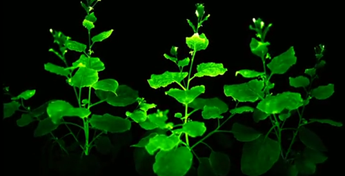 太神奇！科學家用發(fā)光蘑菇的DNA創(chuàng)造出生物性發(fā)光植物