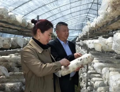 胡开华：返乡发展食用菌产业 带领乡亲同致富
