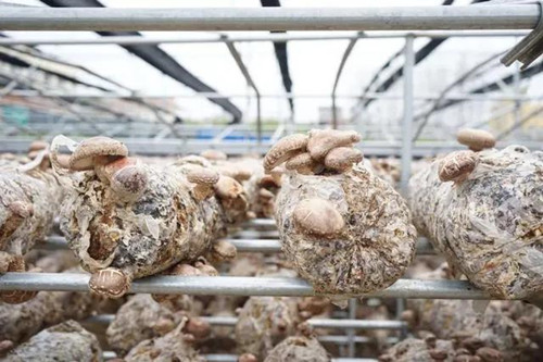 一季度隨州食用菌出口同比增長34% 實現逆勢上揚