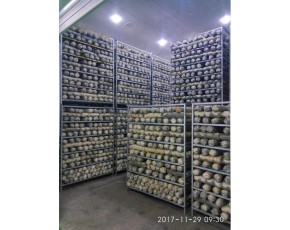 灵宝香菇菌棒厂家2020出口韩国 优质出口香菇菌棒基地直发
