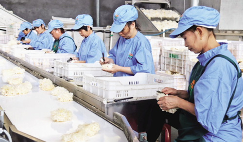 福建古田縣提升食用菌全產業鏈發展水平見聞