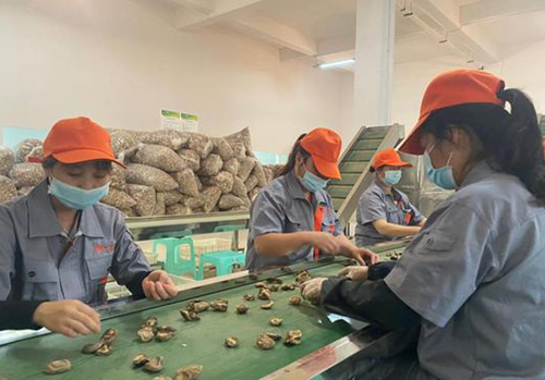助力黔貨出山！貴州省貴陽市白云區(qū)外貿(mào)出口食用菌加工生產(chǎn)線建成投用