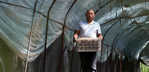 河北巨鹿縣多舉措助力林下食用菌產業發展 有效帶動大批群眾增收致富