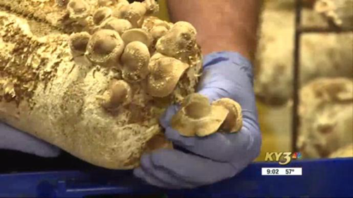 美國：新冠肺炎疫情導致食用菌工廠減產