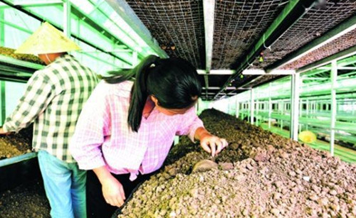貴州貴陽：食用菌產業示范園項目1號地塊大棚投用