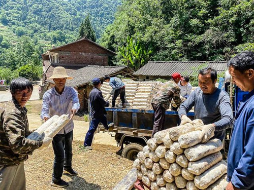 陕西：勉县元墩镇唐湾村第二期食用菌香菇基地扶贫产业大棚式投用