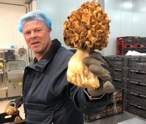 比利時FME公司：新冠肺炎疫情對食用菌供應影響不大