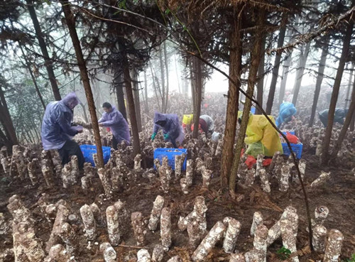 香菇喜迎豐收 菇農(nóng)增收幸福來