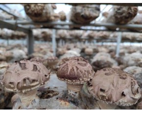 菌棒厂家  香菇菌棒出口厂家直销 出售香菇菌棒量大从优