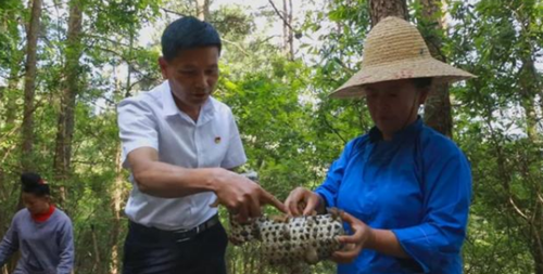 貴州劍河：發展林下食用菌產業 實現富民興林“雙贏”