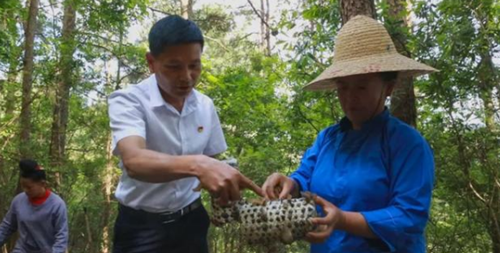 贵州剑河：发展林下食用菌产业 实现富民兴林“双赢”