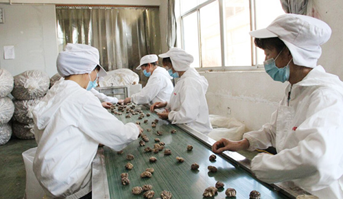 浙江：慶元食用菌企業(yè)積極開拓國內(nèi)外市場