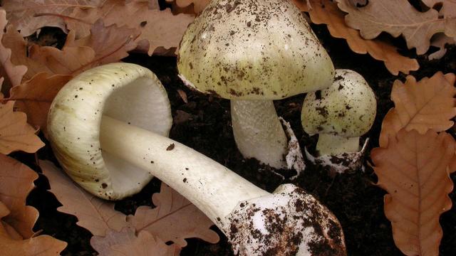 澳大利亞有8人因擅采野蘑菇被毒倒