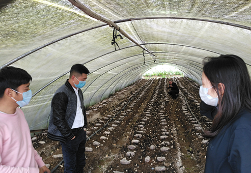 小小羊肚菌里挖掘大财富——专访四川谨信农业科技有限公司总经理郑羽翔