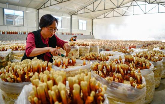 河北：多方面開(kāi)發(fā)利用靈芝價(jià)值 農(nóng)民走上“特色靈芝”致富路