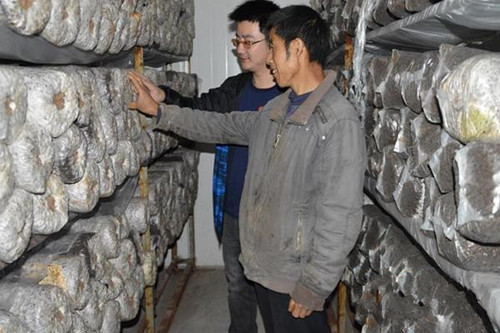 馬文華：用科技實現興菌富民