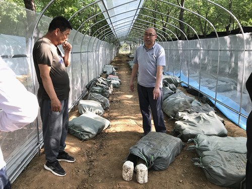 中國食用菌協會副會長劉宇一行赴房山開展試驗與技術咨詢服務