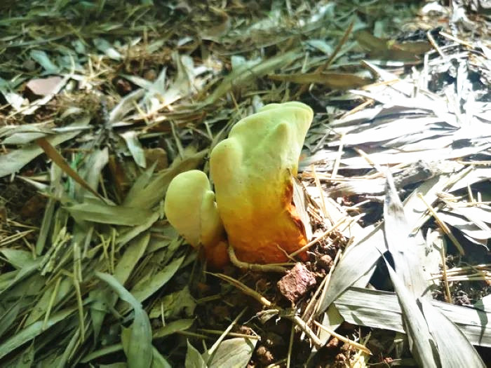 浙江淳安：毛竹林下仿野生種植靈芝獲成功