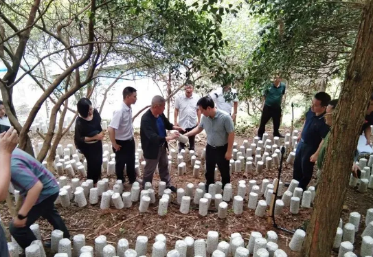 貴州冊亨：3萬畝林下菌藥產(chǎn)業(yè)基地建設(shè)如火如荼