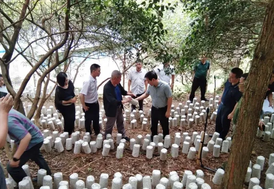 贵州册亨：3万亩林下菌药产业基地建设如火如荼