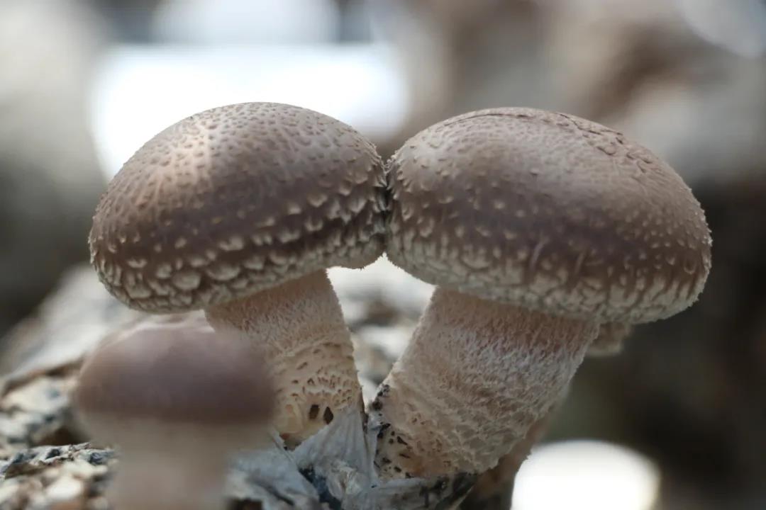 破解行業難題，夏季香菇優質高產栽培技術實操講座即將舉辦