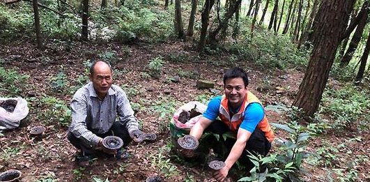 仿野生靈芝種植 助農踏上好“錢”程