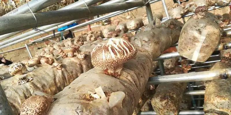 新疆：哈密本地香菇引种成功 农民腰包鼓起来