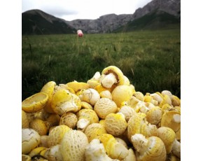 青海供应黄蘑菇 华果18297047068