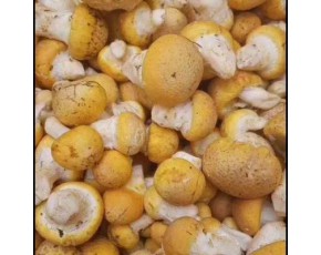 野生黄蘑菇 华果18297047068