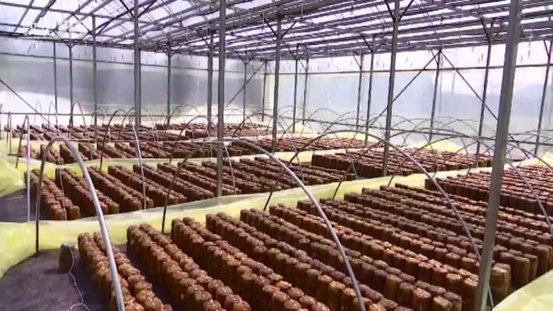 吉林敦化：食用菌基地投入使用 带动农民实现稳定增收