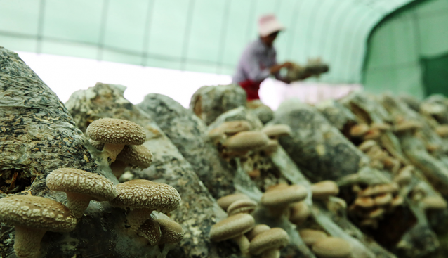重庆：食用菌产业园助易迁户稳固增收
