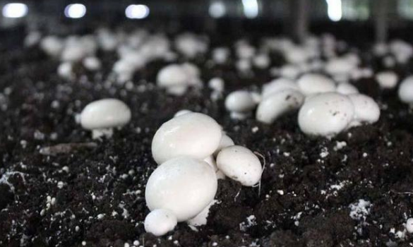 山东省天康农业科技有限公司：做大做强双孢菇产业 助力脱贫攻坚