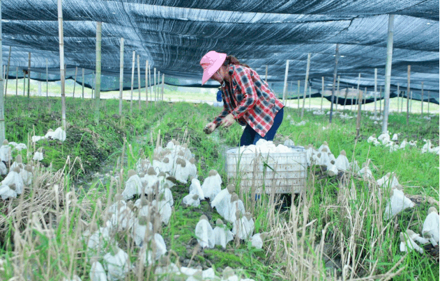 江西食用菌种植基地图片