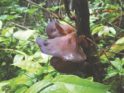江西省首次在龙虎山采集到多种大型真菌资源