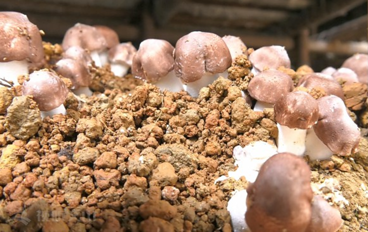 云南：巴西菇迎大丰收 年产值达280万元