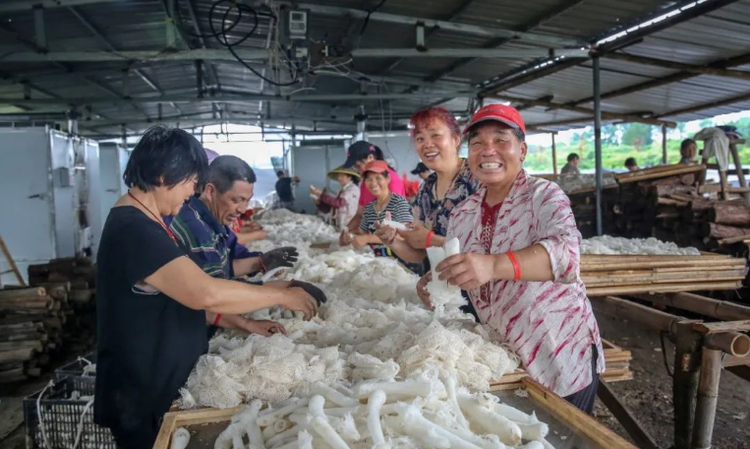 江西南城：100畝竹蓀進入豐產(chǎn)期 農(nóng)民收入滾滾來