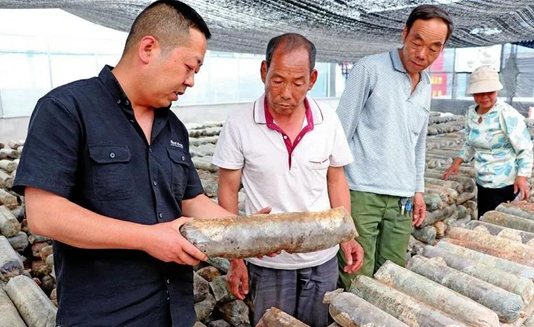 陜西隴縣：“借袋還菇”模式為農(nóng)民開(kāi)辟致富新途徑