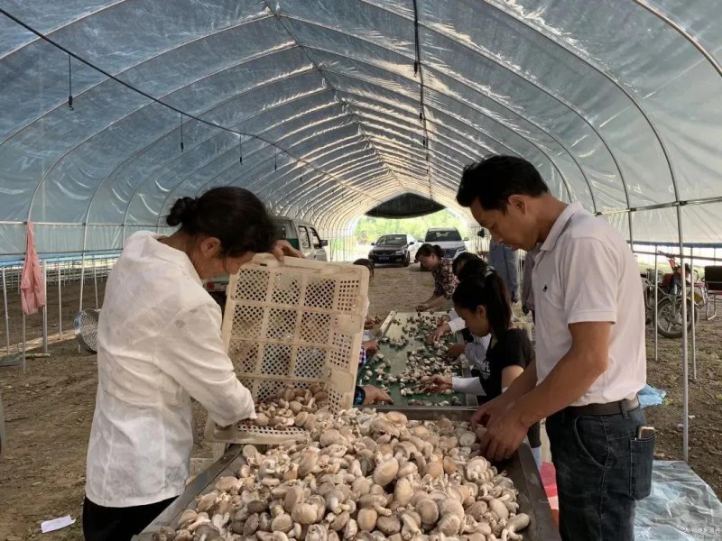 湖北：反季节香菇丰收成市场“香饽饽”