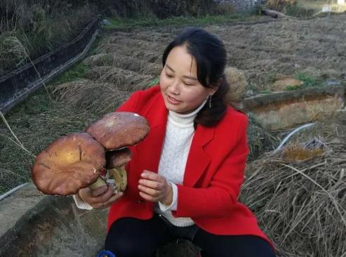 看這位鄉親們的“大腳菇書記”如何帶領群眾共致富