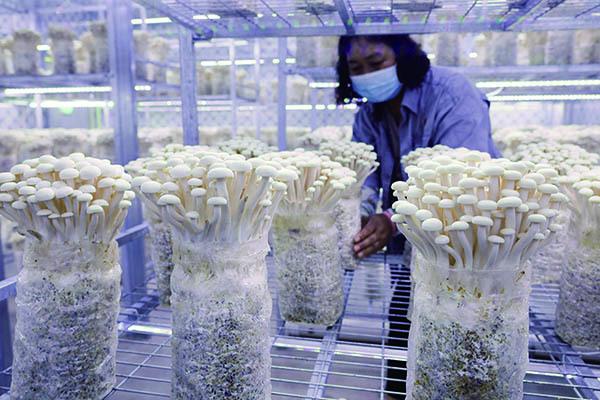 河南宝丰：打造食用菌特色小镇 引领食用菌产业快速集聚发展