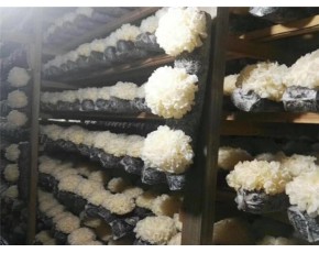 食用菌高温灭菌柜   食用菌真空蒸汽灭菌器