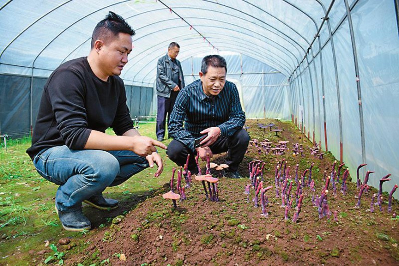 云南玉溪：发展食用菌产业 开辟惠农增收路