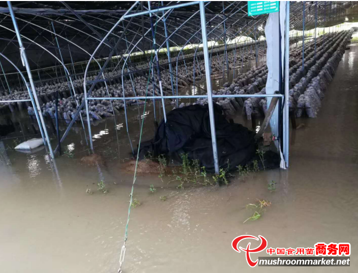 湖北：随州遭遇暴雨袭击，市食用菌协会积极指导菇农开展自救